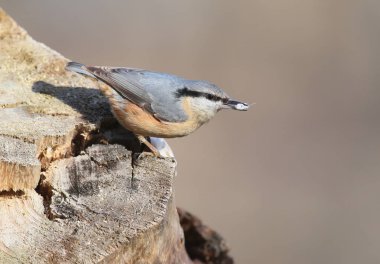 İlave yakından alışılmadık: Gaga domuz yağı ile Bayağı sıvacı kuşu portresi.