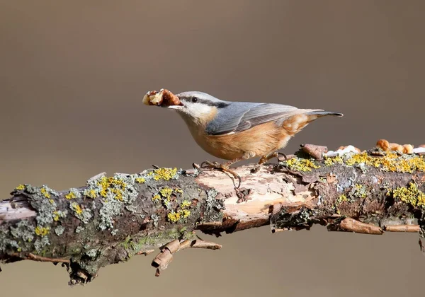 Ungewöhnliches Porträt des eurasischen Kleibers mit Nuss im Schnabel. — Stockfoto