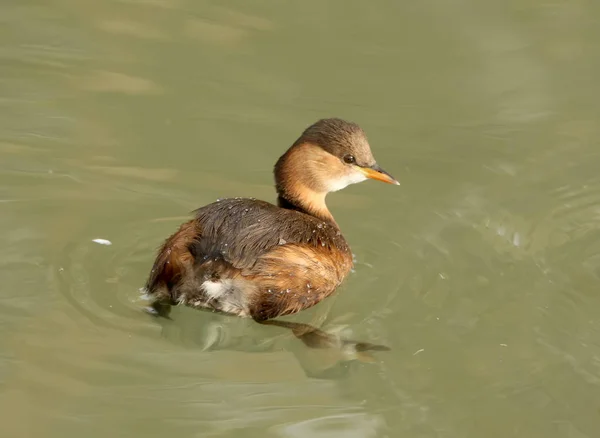 Potápka malá v zimě opeření plave ve vodě. — Stock fotografie