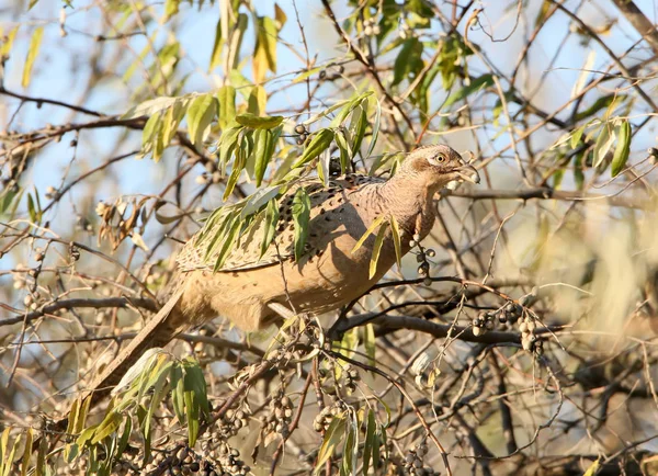 Unusual photo of female pheasant on the tree — Stock Photo, Image