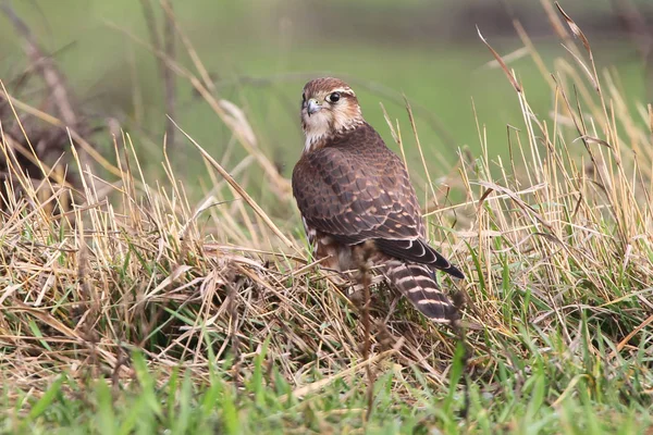 El retrato femenino de Merlín (Falco columbarius) . —  Fotos de Stock