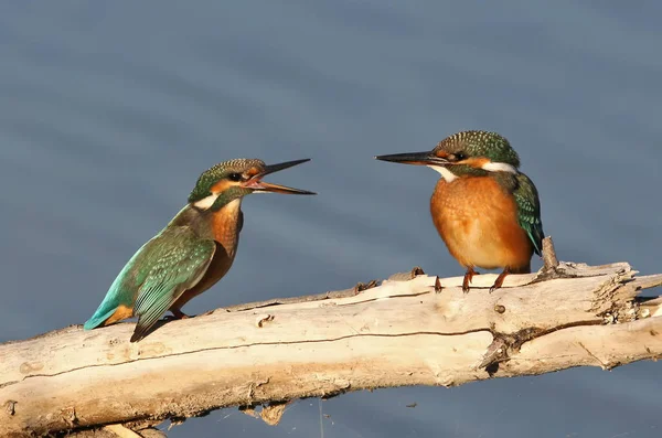 Two female common kingfisher talking on the log.