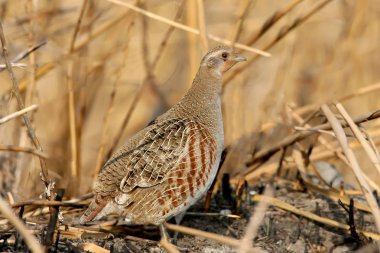 Doğal çevre içinde bir gri partridg