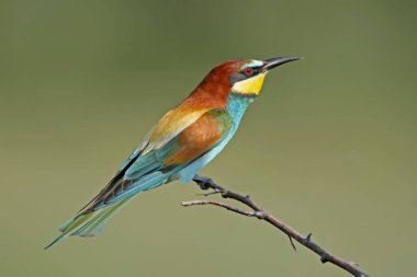 Klasik portre Avrupa Arı yiyici yumuşak sabah ışık üzerinde güzel arka plan bulanık.