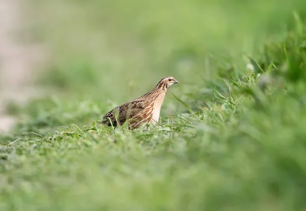 Caille commune femelle (Coturnix coturnix) ou caille européenne dans l'habitat naturel — Photo