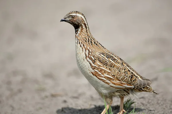 The common quail (Coturnix coturnix) or European quail extra close up portrait. — Stock Photo, Image