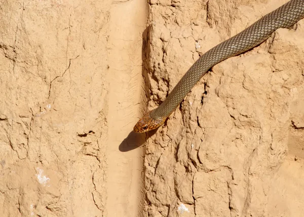 Die Kaspische Peitschenschlange (dolichophis caspius) kriecht entlang der senkrechten Lehmwand zu den Nestern der Bienenfresser — Stockfoto