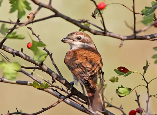 Gros plan portrait arrière d'une pie-grièche à dos rouge avec des baies rouges à l'arrière-plan — Photo