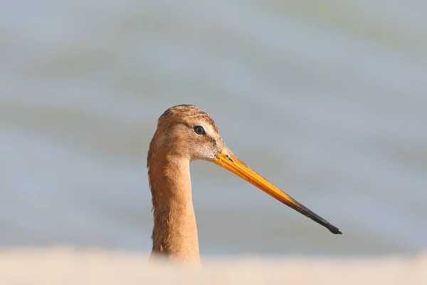 Close up foto da cabeça de Godwit de cauda preta (Limosa limosa) isolado no fundo azul borrado — Fotografia de Stock