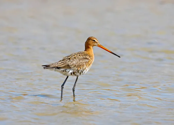 Ein Bild einer Uferschnepfe steht im Wasser und beobachtet mich — Stockfoto