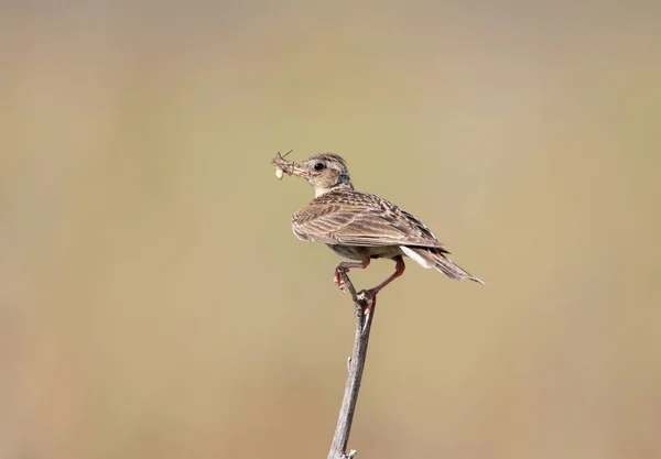 Una hembra de alondra euroasiática (Alauda arvensis) con una araña en un pico — Foto de Stock