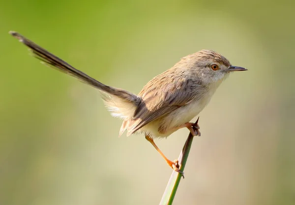 Közelről prinia elszigetelt elmosódott háttér portréja. — Stock Fotó