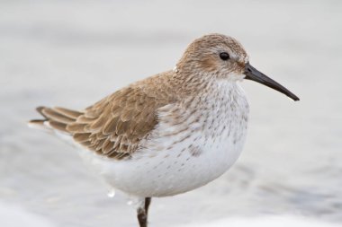 Kış tüyleri bir dunlin fotoğrafını ilave yakından