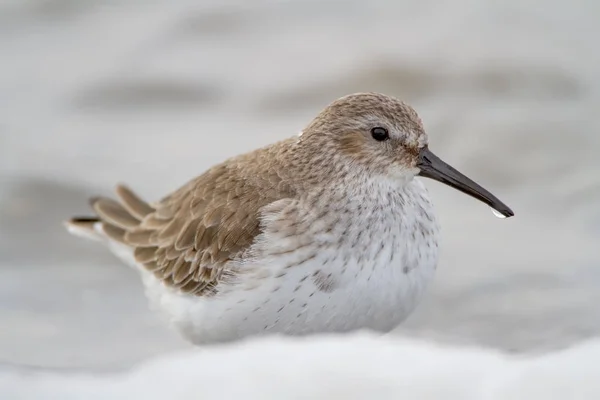 Extra close up photo of a dunlin in winter plumage — Stock Photo, Image
