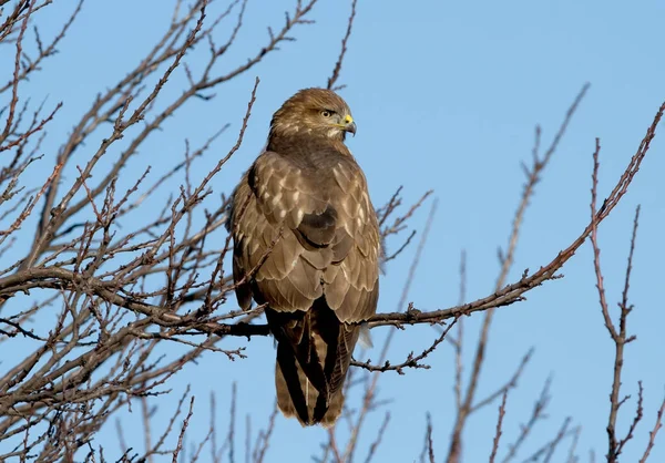 Buzzard comum senta-se em ramos grossos contra o céu azul — Fotografia de Stock