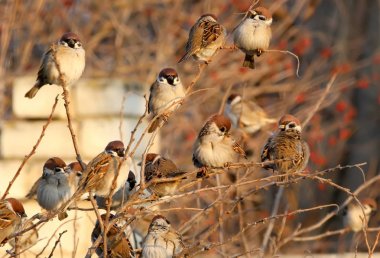 A flock of tree sparrow sits on the bush in soft evening light clipart