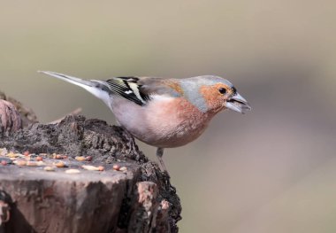 Erkek ortak ispinoz (Fringilla coelebs) bulanık bej renkli arka plan üzerinde izole Gaga bir tohum ile fotoğraf kapatmak