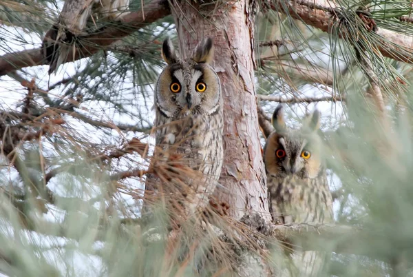 木からあなたを見ている 2 つの面白い長い耳フクロウ — ストック写真