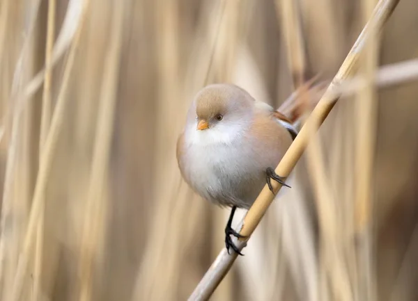 Закрыть фотографию самки бородатой синицы, сидящей на тростнике в естественной среде обитания — стоковое фото