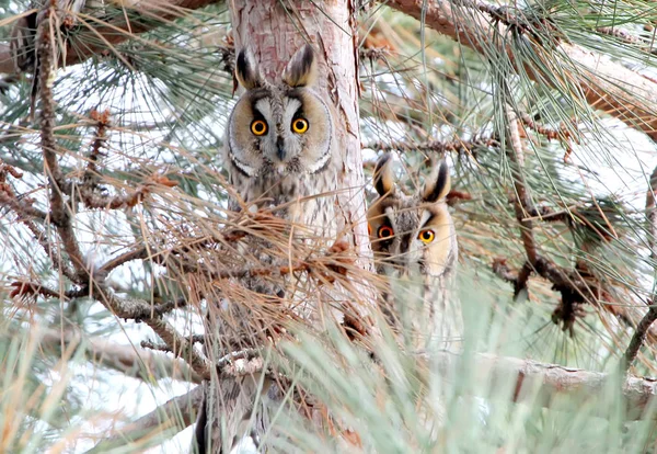 Deux drôles de chouettes aux longues oreilles qui vous regardent depuis un arbre — Photo