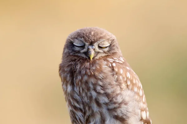 Close-up portrait of a slumbering juvenile  little owl  on a blurry beige background — Stock Photo, Image