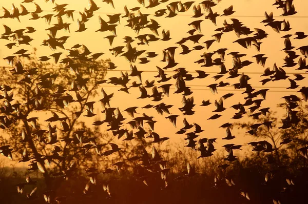 En flock av gemensamma starar flugor i det röda kvällsljuset — Stockfoto