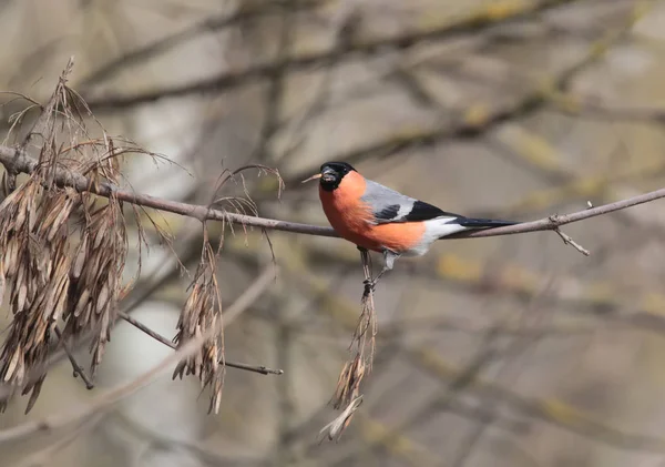 The male bullfinch with a seed in beak sits on a tree branch with a favorite food. — Stock Photo, Image