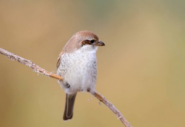 Bej renkli arka plan bulanık üzerinde izole kadın kırmızı sırt örümcek kuşu fotoğrafı kapatın. Yetişkin kuş.