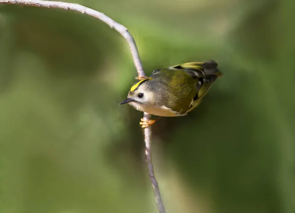 Στενή μέχρι φωτογραφία από ένα goldcrest κάθεται στο υποκατάστημα και έτοιμος να πηδήσει — Φωτογραφία Αρχείου