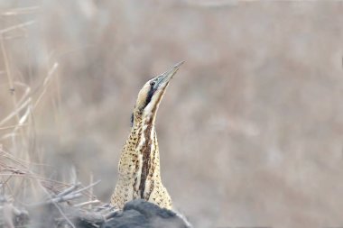 Bayağı Balaban veya büyük Balaban (Botaurus stellaris) kanal dışında iletiye göz atar ve fotoğrafçı görünüyor