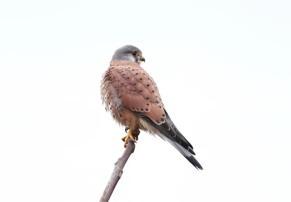 Foto ravvicinata di gheppio comune isolato su sfondo bianco. Un uccello siede sul ramo — Foto Stock