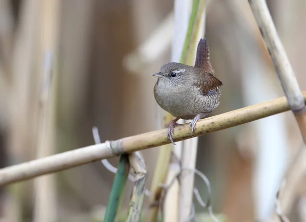 Bulutlu bir günde fotoğraflandı üzgün Avrasya wren. Kuş rehberlik ve kimlik kuşlar için — Stok fotoğraf