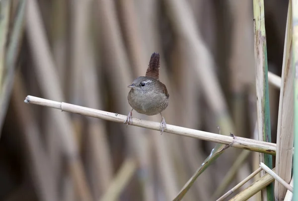 Triste Eurasian wren fotografado em um dia nublado. Para aves de orientação e identificação de aves — Fotografia de Stock