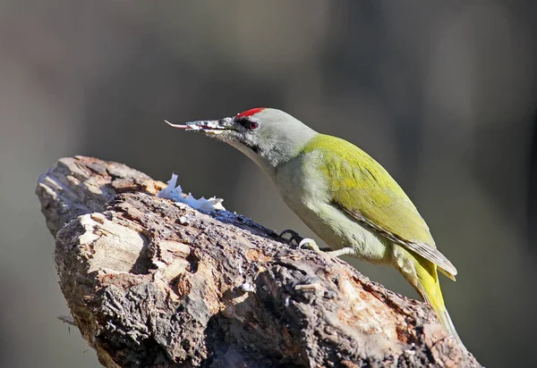 Bir erkeği olarak gri ağaçkakan orman besleyici ve gösteri bir dil üzerinde oturur