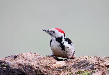 Bir erkek orta benekli ağaçkakan fıstık ile fotoğrafı yakından büyük kütük üstünde oturur 