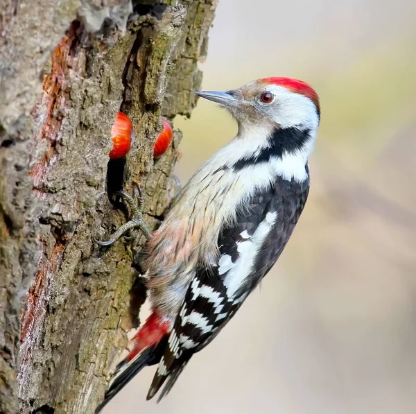 Bir erkek orta benekli ağaçkakan bir dil ile fotoğraf kapatmak
