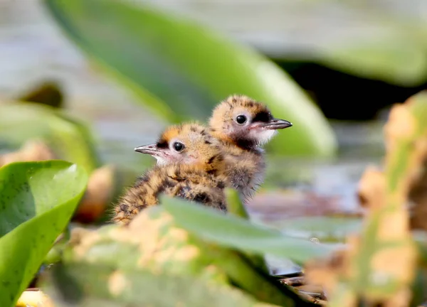 Twee Schattige Kuikens Van Een Witwangstern Verbergen Een Bladeren Van — Stockfoto