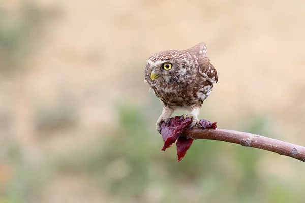 Adult Little Owl Eats Meat Branch Beautiful Blurry Beige Background — Stock Photo, Image
