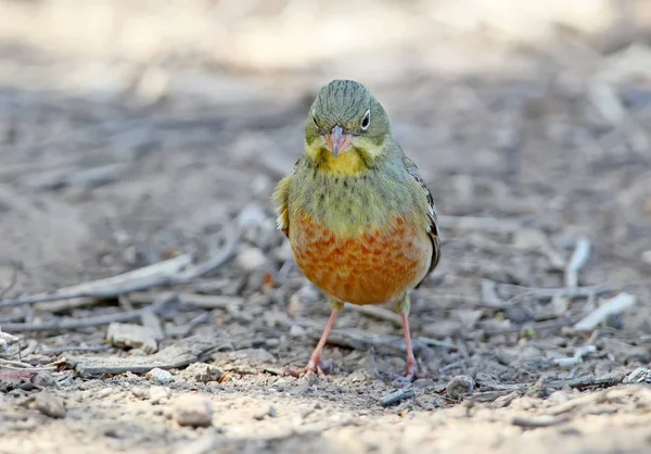 Foto Cerca Macho Ortolan Banderines Suelo — Foto de Stock