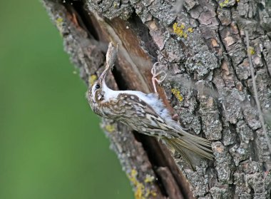 Sıradışı fotoğraf ortak Tırmaşık kuşugiller (Certhia familiaris) bir yuva inşa için malzeme toplar. Görünümü kapatın