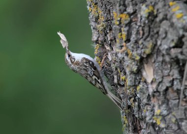 Sıradışı fotoğraf ortak Tırmaşık kuşugiller (Certhia familiaris) bir yuva inşa için malzeme toplar. Görünümü kapatın