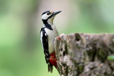 Tam boy dikey konum ağacında oturur büyük benekli ağaçkakan bir kadın fotoğrafı kapatın. Arka plan bulanık WIT Tarih: yeşil ve gri renkler izole