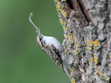 Sıradışı fotoğraf ortak Tırmaşık kuşugiller (Certhia familiaris) bir yuva inşa için malzeme toplar. Görünümü kapatın