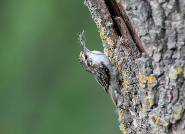 Sıradışı fotoğraf ortak Tırmaşık kuşugiller (Certhia familiaris) bir yuva inşa için malzeme toplar. Görünümü kapatın