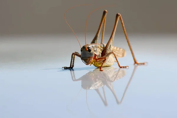 Large Grasshopper Reflected Metal Surface — Stock Photo, Image