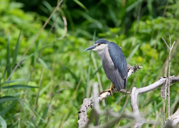 Volwassen Nacht Reiger Zit Een Tak Een Vage Groene Achtergrond — Stockfoto