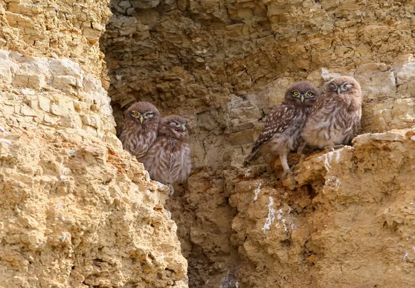 Τέσσερις Νέοι Μικρές Κουκουβάγιες Μαζί Κάθεται Βράχο Κοντά Μια Φωλιά — Φωτογραφία Αρχείου
