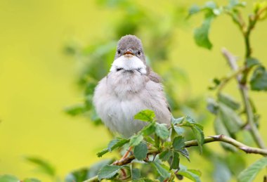 Ortak akgerdan (Sylvia communis) yakın çekim. Bulanık açık yeşil arka planı üzerinde bir elma ağacının dalını fotoğrafı.