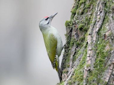 Gri ağaçkakan erkek klasik poz bir ağaçta oturuyor. Gri arka plan bulanık üzerinde izole bir kuş.