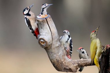 Five main species of European woodpeckers together in one photo. Can be used to identify different types of woodpeckers. clipart